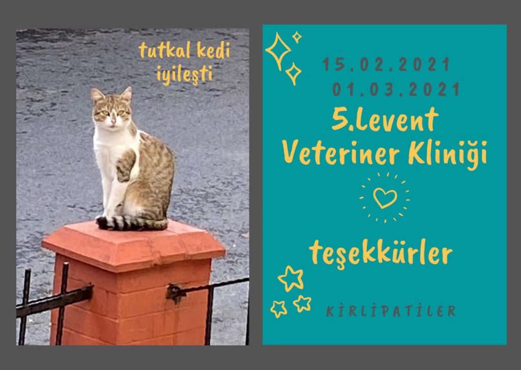 Tutkal Kedi