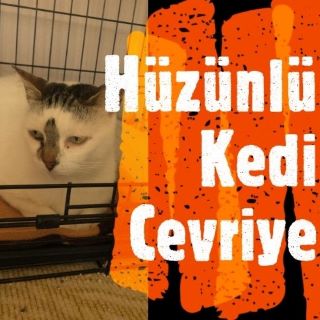 İstanbul Eyüp Hüzünlü Kedi Cevriye