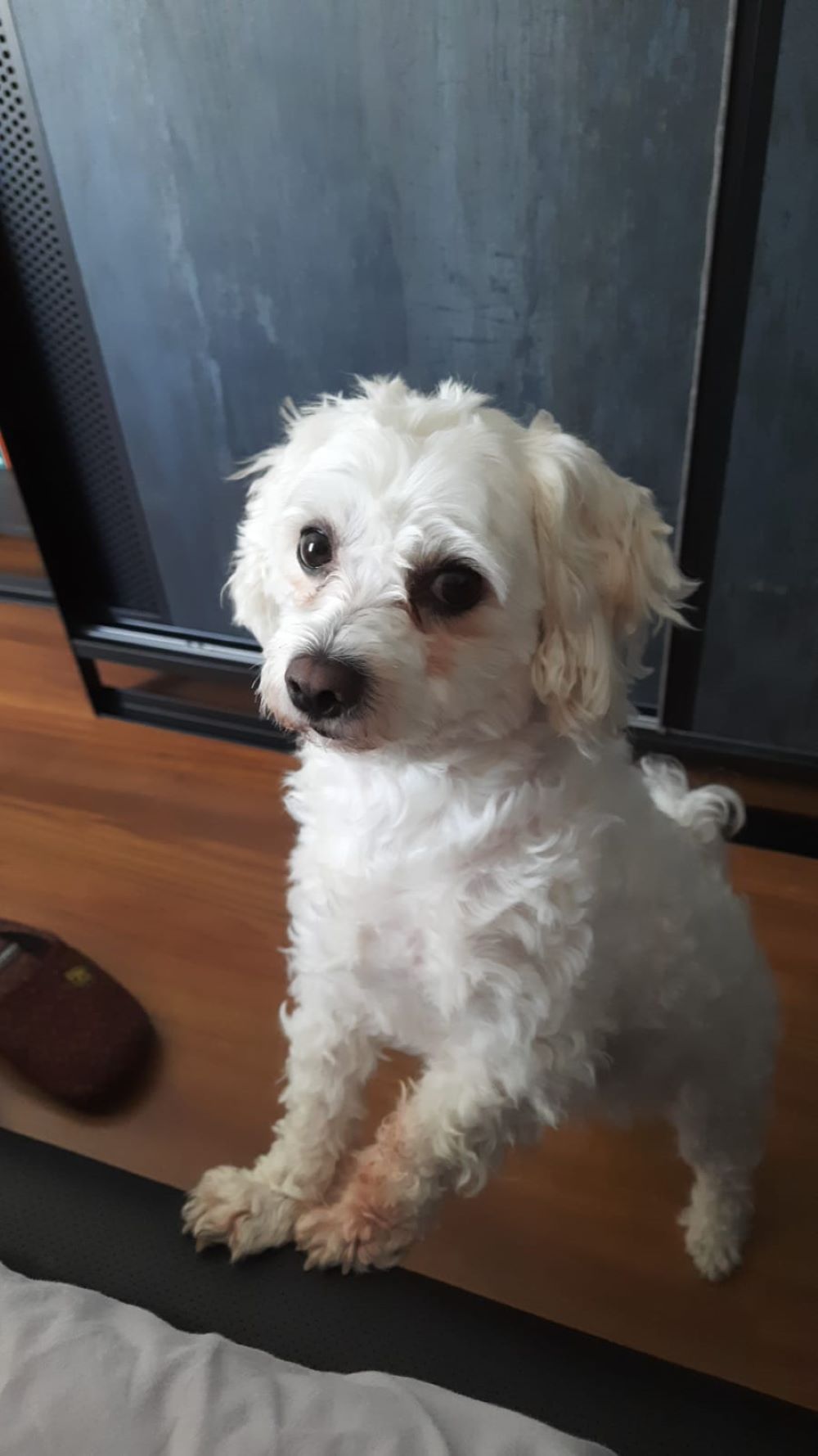 istanbul başakşehir maltese terrier köpek kayıp