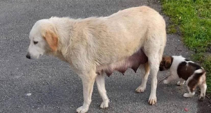 istanbul eyüp akşemsettin golden köpek yuva