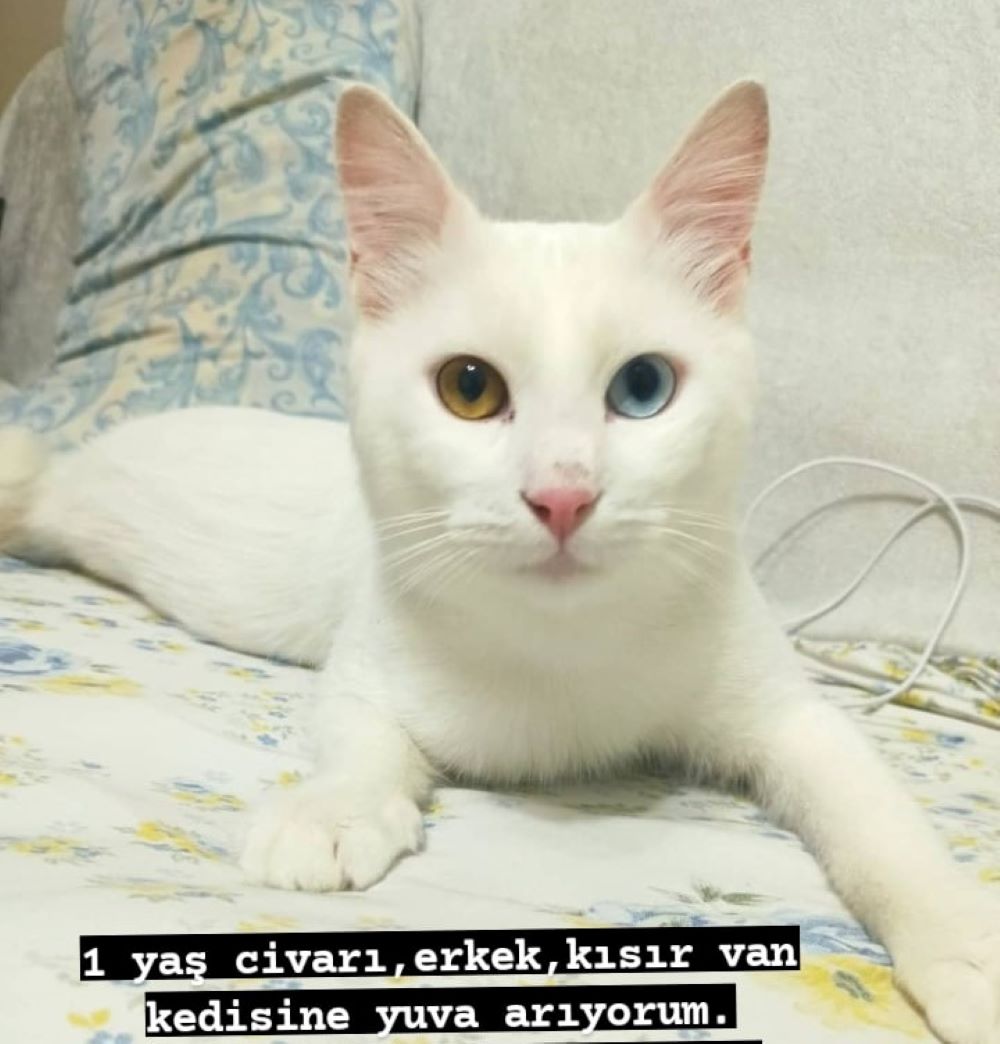 istanbul şişli van kedisi kedi yuva