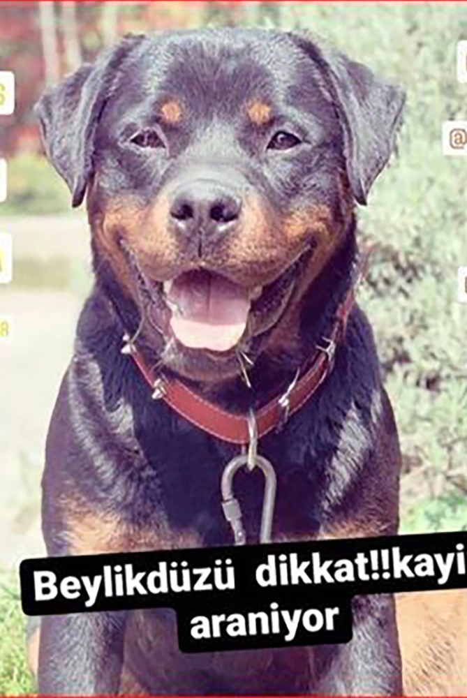 İstanbul Beylikdüzü Rottweiler Kayıp