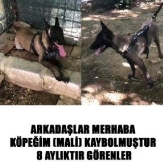 İstanbul Eyüp Karadolap Malinois Köpek Kayıp