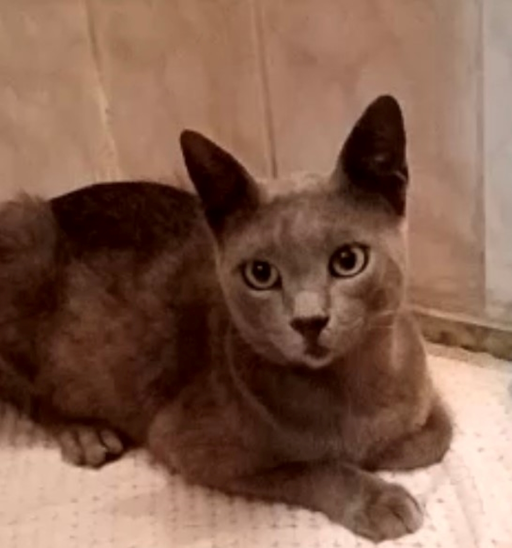 istanbul eyüp akşemsettin russianblue kedi bulundu