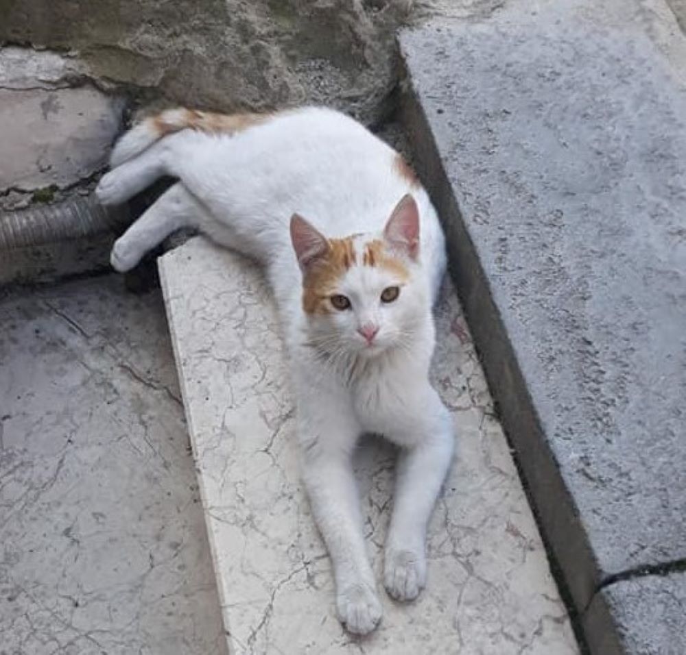 İstanbul Eyüp Kedi Kayıp