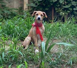 istanbul eyüp alibeyköy köpek yuva