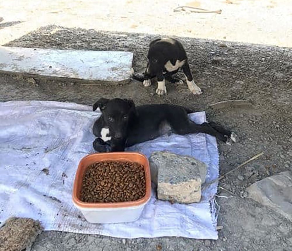 istanbul kağıthane köpek yuva