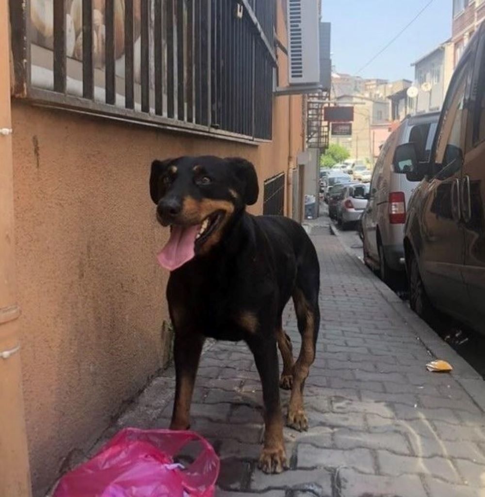 istanbul kagithane rottweiler yuva