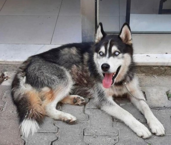 istanbul kağıthane sibirya kurdu husky sahipsiz bulundu yuva,