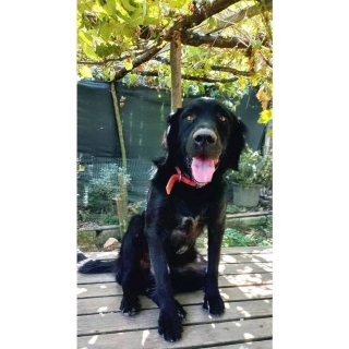 İstanbul Beykoz Flat Coated Retriever Köpek Yuva