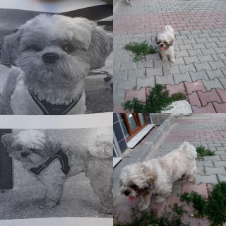 İstanbul Eyüp Akşemsettin Kayıp Kopek Shih Tzu