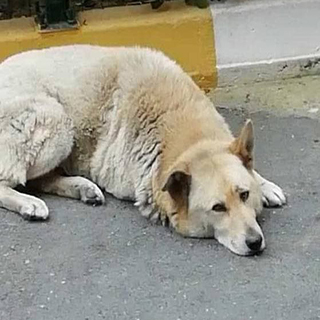 İstanbul Eyüp Akşemsettin Kayıp Köpek