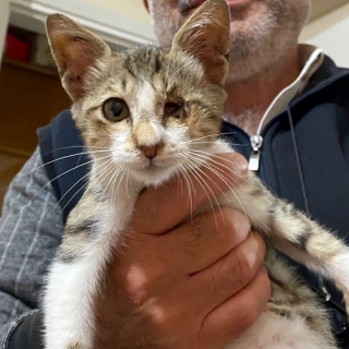 İstanbul Eyüp Akşemsettin Kedi Yuva