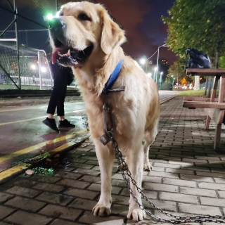 İstanbul Eyüp Alibeyköy Golden Retriever Bulundu