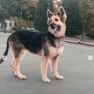 İstanbul Eyüp Çoban Köpeği King Shepherd Yuva