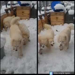 İstanbul Gaziosmanpaşa Husky Sibirya Kurdu Köpek Kayıp