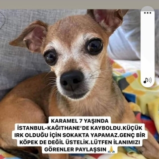 İstanbul Kağıthane Köpek Kayıp