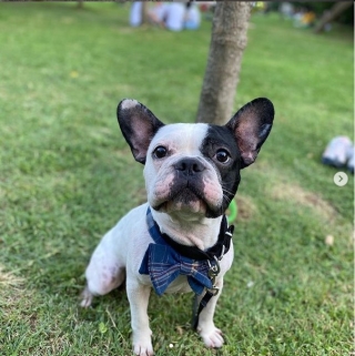 İstanbul Beylikdüzü Fransız French Bulldog Yuva