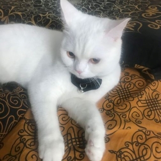 İstanbul Beylikdüzü British Kedi Kayıo