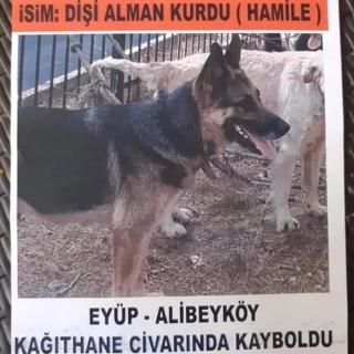 İstanbul Eyüp Alibeyköy Kağıthane Alman Çoban Köpek Kayıp