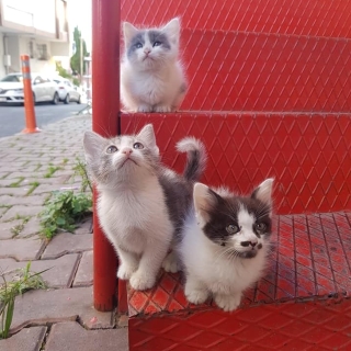 İstanbul Kağıthane Yavru Kedi Yuva