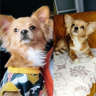 Kocaeli Gebze Kayıp Köpek Chihuahua Şivava