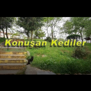 Konuşan Kediler