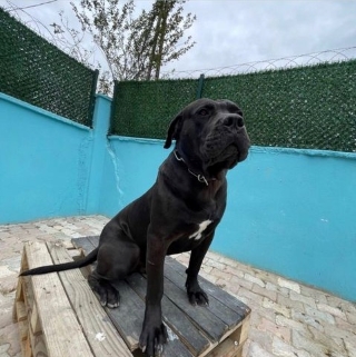 İstanbul Avcılar Presa Canario Mastif Köpek Kayıp