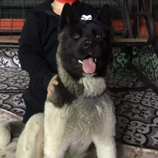 İstanbul Beylükdüzü Akita Köpek Kayıp