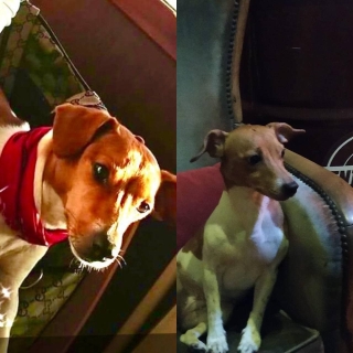 İstanbul Beyoğlu Jack Russel Köpek Kayıp