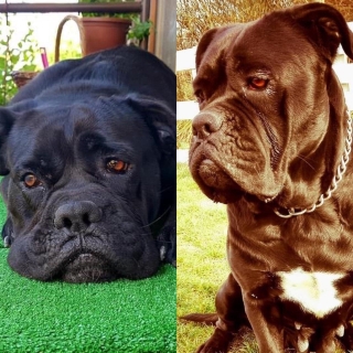 İstanbul Büyükçekmece Cane Corso Köpek Kayıp