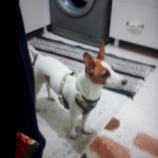 İstanbul Eyüp Akşemsettin Jack Russel Köpek Kayıp