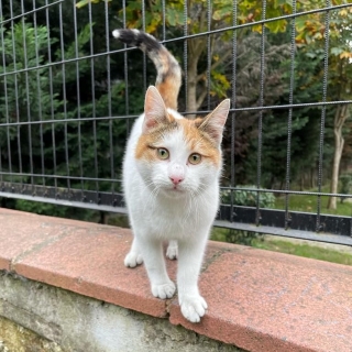 İstanbul Eyüp Akşemsettin Kedi Yuva