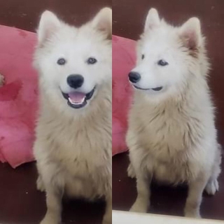 İstanbul Eyüp Alibeyköy Spitz Köpek Kayıp