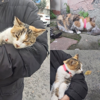 İstanbul Eyüp Karadolap Sahipsiz Kedi Yuva