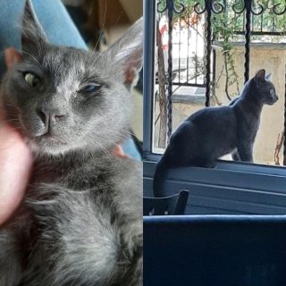 İstanbul Eyüp Çırçır Russian Blue Kedi Kayıp