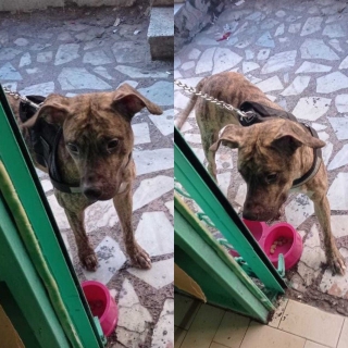 İstanbul Dişi Tiger Köpek Kayıp