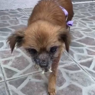 İstanbul Kağıthane Engelli Köpek Yuva