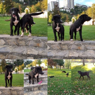 İstanbul Kağıthane Köpek Yuva