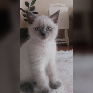 İstanbul Ümraniye Point British Shorthair Kedi Kayıp