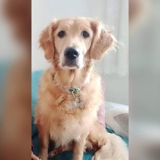 İstanbul Bayrampaşa Golden Köpek Kayıp