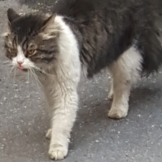 İstanbul Eyüp Akşemsettin Kedi Bulundu