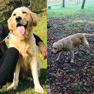 İstanbul Eyüp Alibeyköy Golden Köpek