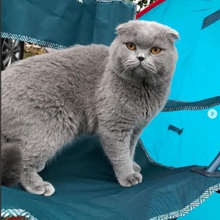 İstanbul Eyüp Alibeyköy Scottish Fold Kedi Kayıp