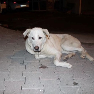 İstanbul Kağıthane Köpek Kayıp