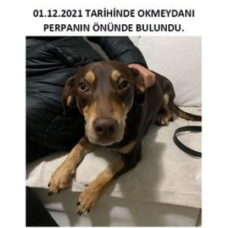 İstanbul Okmeydanı Sahipsiz Köpek Bulundu