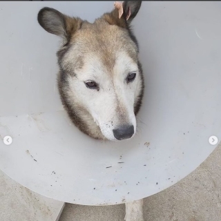 İstanbul Beylerbeyi Köpek Sahibi Aranıyor