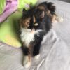 İstanbul Kağıthane Calico Kedi Yuva Arıyor