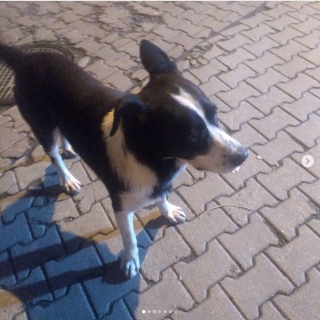 İstanbul Kağıthane Köpek Bulundu Sahibi Aranıyor