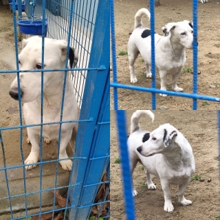 İstanbul Kağıthane Ufak Irk Köpek Yuva